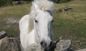 Aran Island Pony